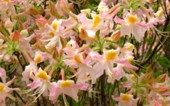 Touch Of Pink Aromi Azalea (Rhododendron Hybrid) - 3 Gallon Pot -Flowers World Shop Native Azalea Touch Of Pink 7