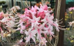 Varnadoes Phlox Pink Native Azalea - Rhododendron Canescens - 3 Gallon Pot 19 Varnadoes Phlox Pink Native Azalea - Rhododendron Canescens - 3 Gallon Pot -Flowers World Shop Native Azalea Varnadoes Pink Phlox 50