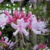 Varnadoes Phlox Pink Native Azalea - Rhododendron Canescens - 3 Gallon Pot -Flowers World Shop Native Azalea Varnadoes Pink Phlox 51
