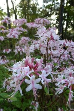 Varnadoes Phlox Pink Native Azalea - Rhododendron Canescens - 3 Gallon Pot 20 Varnadoes Phlox Pink Native Azalea - Rhododendron Canescens - 3 Gallon Pot -Flowers World Shop Native Azalea Varnadoes Pink Phlox 54