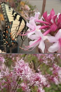 Varnadoes Phlox Pink Native Azalea - Rhododendron Canescens - 3 Gallon Pot 16 Varnadoes Phlox Pink Native Azalea - Rhododendron Canescens - 3 Gallon Pot -Flowers World Shop Native Azalea Varnadoes Pink Phlox 55