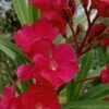 Hardy Red Oleander Bush - 3 Gallon Pot -Flowers World Shop Oleander Hardy Red 1
