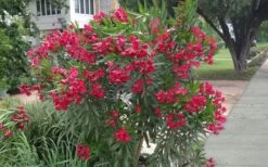 Hardy Red Oleander Bush - 3 Gallon Pot 11 Hardy Red Oleander Bush - 3 Gallon Pot -Flowers World Shop Oleander Hardy Red 3