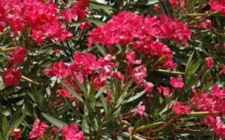 Hardy Red Oleander Bush - 3 Gallon Pot 13 Hardy Red Oleander Bush - 3 Gallon Pot -Flowers World Shop Oleander Hardy Red 4