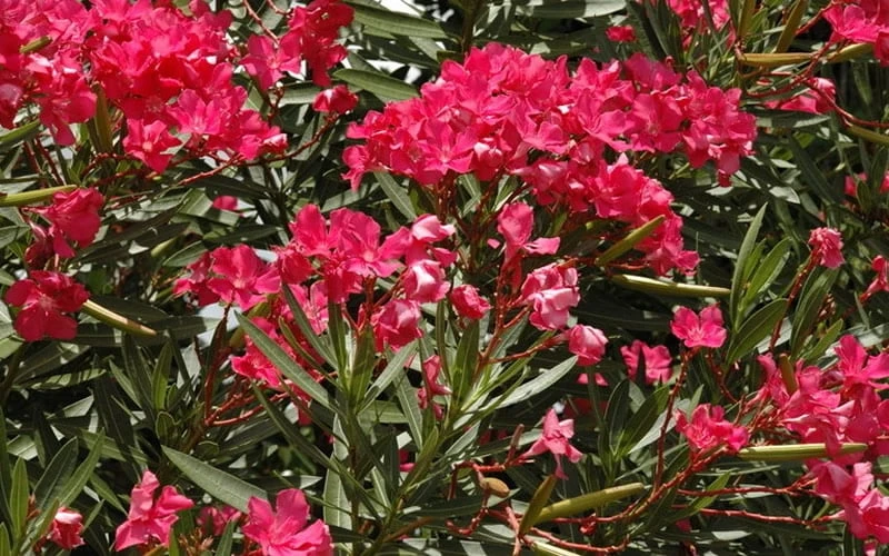 Hardy Red Oleander Bush - 3 Gallon Pot 8 Hardy Red Oleander Bush - 3 Gallon Pot - Image 6