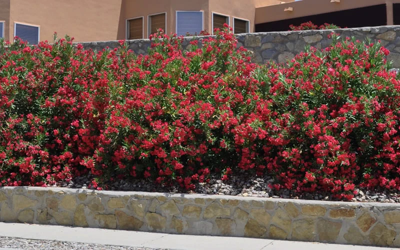 Hardy Red Oleander Bush - 3 Gallon Pot 7 Hardy Red Oleander Bush - 3 Gallon Pot - Image 5