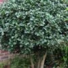 Wheeler's Cold Hardy Fragrant Tea Olive (Osmanthus) - 3 Gallon Pot 1 Wheeler's Cold Hardy Fragrant Tea Olive (Osmanthus) - 3 Gallon Pot -Flowers World Shop Osmanthus Carl Wheeler 10