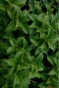 Wheeler's Cold Hardy Fragrant Tea Olive (Osmanthus) - 3 Gallon Pot -Flowers World Shop Osmanthus Carl Wheeler 15