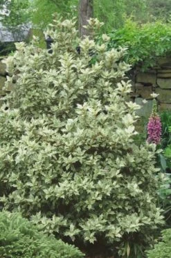 Goshiki Osmanthus (Variegated False Holly) - 1 Gallon Pot -Flowers World Shop Osmanthus Goshiki 20 2