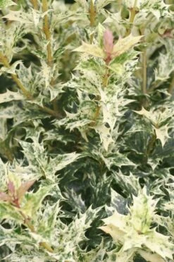 Goshiki Osmanthus (Variegated False Holly) - 1 Gallon Pot -Flowers World Shop Osmanthus Goshiki 21 2
