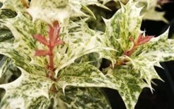 Goshiki Osmanthus (Variegated False Holly) - 1 Gallon Pot -Flowers World Shop Osmanthus Goshiki Foliage Closeup 2 2