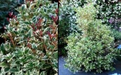 Fragrant Variegated Tea Olive - Osmanthus Heterophyllus 'Variegatus' - 3 Gallon Pot -Flowers World Shop Osmanthus Variegated False Holly 2
