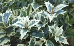 Fragrant Variegated Tea Olive - Osmanthus Heterophyllus 'Variegatus' - 3 Gallon Pot -Flowers World Shop Osmanthus Variegated False Holly Leaves