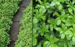 Green Carpet Pachysandra - Japanese Spurge - 18 Count Flat Of Pint Pots -Flowers World Shop Pachysandra Green Carpet