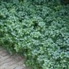 Green Carpet Pachysandra - Japanese Spurge - 18 Count Flat Of Pint Pots 1 Green Carpet Pachysandra - Japanese Spurge - 18 Count Flat Of Pint Pots -Flowers World Shop Pachysandra Green Carpet 500x750 1