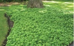 Green Carpet Pachysandra - Japanese Spurge - 18 Count Flat Of Pint Pots -Flowers World Shop Pachysandra Green Carpet Landscape