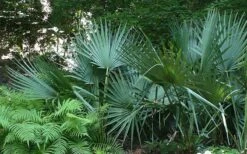 Cape Hatteras Cold Hardy Sabal Palm - 1 Gallon Pot -Flowers World Shop Palm Cape Hatteras 2