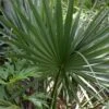 Cape Hatteras Cold Hardy Sabal Palm - 1 Gallon Pot -Flowers World Shop Palm Cape Hatteras 3
