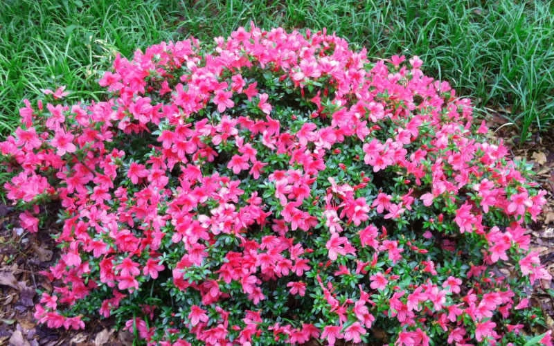 Chinzan Dwarf Azalea - 6 Pack Of 1 Gallon Pots 6 Chinzan Dwarf Azalea - 6 Pack Of 1 Gallon Pots - Image 4