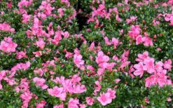 Chinzan Dwarf Azalea - 1 Gallon Pot -Flowers World Shop Picture Azalea Chinzan