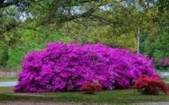 Formosa Southern Indica Azalea - 7 Gallon Pot -Flowers World Shop Picture Azlea Formosa Shrub 5 1