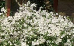 Mrs. G.G. Gerbing White Southern Indica Azalea - 1 Gallon Pot 12 Mrs. G.G. Gerbing White Southern Indica Azalea - 1 Gallon Pot -Flowers World Shop Picture Azlea GG Gerbing 1