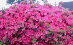 Judge Solomon Southern Indica Azalea - 3 Gallon Pot -Flowers World Shop Picture Azlea Judge Solomon Flowers