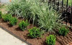 Baby Gem Boxwood - 1 Gallon Pot -Flowers World Shop Picture Boxwood Baby Gem Edger