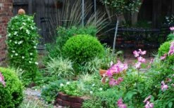 Baby Gem Boxwood - 3 Gallon Pot -Flowers World Shop Picture Boxwood Baby Gem Specimen 2