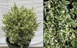 Dwarf Variegated Boxwood - 2 Gallon Pot -Flowers World Shop Picture Boxwood Dwarf Variegated