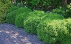 Franklins Gem Dwarf Boxwood - 3 Gallon Pot -Flowers World Shop Picture Boxwood Franklins Gem 2 2