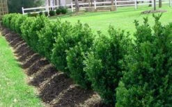 Green Mountain Boxwood - 3 Gallon Pot -Flowers World Shop Picture Boxwood Green Mountain Hedge 6
