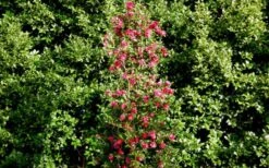 October Magic Rose Camellia - 2 Gallon Pot -Flowers World Shop Picture Camellia October Magic Rose Column