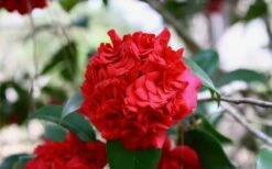 Professor Sargent Camellia Japonica - 3 Gallon Pot -Flowers World Shop Picture Camellia Professor Sargent Closeup 1
