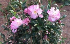 October Magic Orchid Camellia - 1 Gallon Pot 11 October Magic Orchid Camellia - 1 Gallon Pot -Flowers World Shop Picture CamelliaOrchidOctoberMajic 2 2