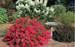 Cherry Dazzle Dwarf Crape Myrtle - 2 Gallon Pot -Flowers World Shop Picture Crape Myrtle Cherry Dazzle Dwarf 2 1