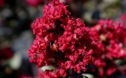 Double Feature Red Crape Myrtle - 3 Gallon Pot -Flowers World Shop Picture Crape Myrtle Double Feature 2