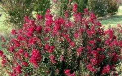 Double Feature Red Crape Myrtle - 3 Gallon Pot -Flowers World Shop Picture Crape Myrtle Double Feature