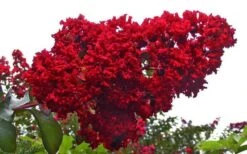 Dynamite Red Crape Myrtle - 3 Gallon Pot -Flowers World Shop Picture Crape Myrtle Dynamite 1 2