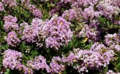 Early Bird Lavender Crape Myrtle - 3 Gallon Pot -Flowers World Shop Picture Crape Myrtle Early Bird Lavender