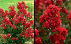 Enduring Summer Red Crape Myrtle - 5 Gallon Pot -Flowers World Shop Picture Crape Myrtle Enduring Summer Red 1 1