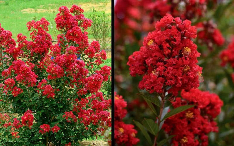 Enduring Summer Red Crape Myrtle - 3 Gallon Pot 8 Enduring Summer Red Crape Myrtle - 3 Gallon Pot - Image 6