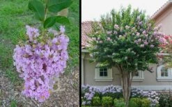 Muskogee Lavender Crape Myrtle - 6 Pack Of 1 Gallon Pots -Flowers World Shop Picture Crape Myrtle Muskogee 1 4