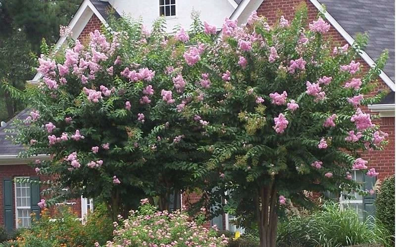Muskogee Lavender Crape Myrtle - 1 Gallon Pot 7 Muskogee Lavender Crape Myrtle - 1 Gallon Pot - Image 5