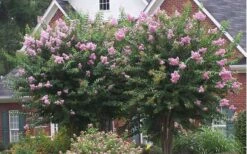 Muskogee Lavender Crape Myrtle - 5 Gallon Pot 11 Muskogee Lavender Crape Myrtle - 5 Gallon Pot -Flowers World Shop Picture Crape Myrtle Muskogee Lavender 2 3