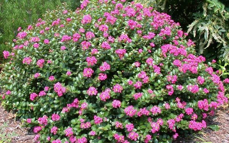 Pocomoke Dwarf Crape Myrtle - 6 Pack Of 1 Gallon Pots 7 Pocomoke Dwarf Crape Myrtle - 6 Pack Of 1 Gallon Pots - Image 5