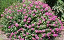 Pocomoke Dwarf Crape Myrtle - 1 Gallon Pot -Flowers World Shop Picture Crape Myrtle Pocomoke 2