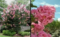 Sioux Pink Crape Myrtle - 1 Gallon Pot -Flowers World Shop Picture Crape Myrtle Sioux Blooms 2