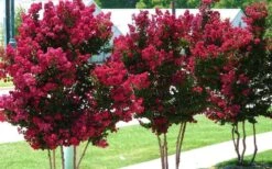 Tonto Red Crape Myrtle - 6 Pack Of 1 Gallon Pots 13 Tonto Red Crape Myrtle - 6 Pack Of 1 Gallon Pots -Flowers World Shop Picture Crape Myrtle Tonto 2 5
