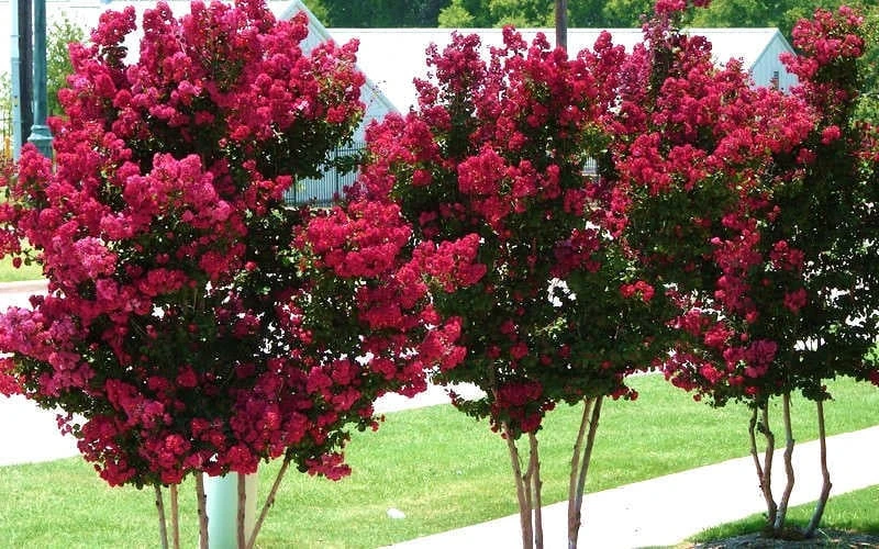 Tonto Red Crape Myrtle - 6 Pack Of 1 Gallon Pots 8 Tonto Red Crape Myrtle - 6 Pack Of 1 Gallon Pots - Image 6